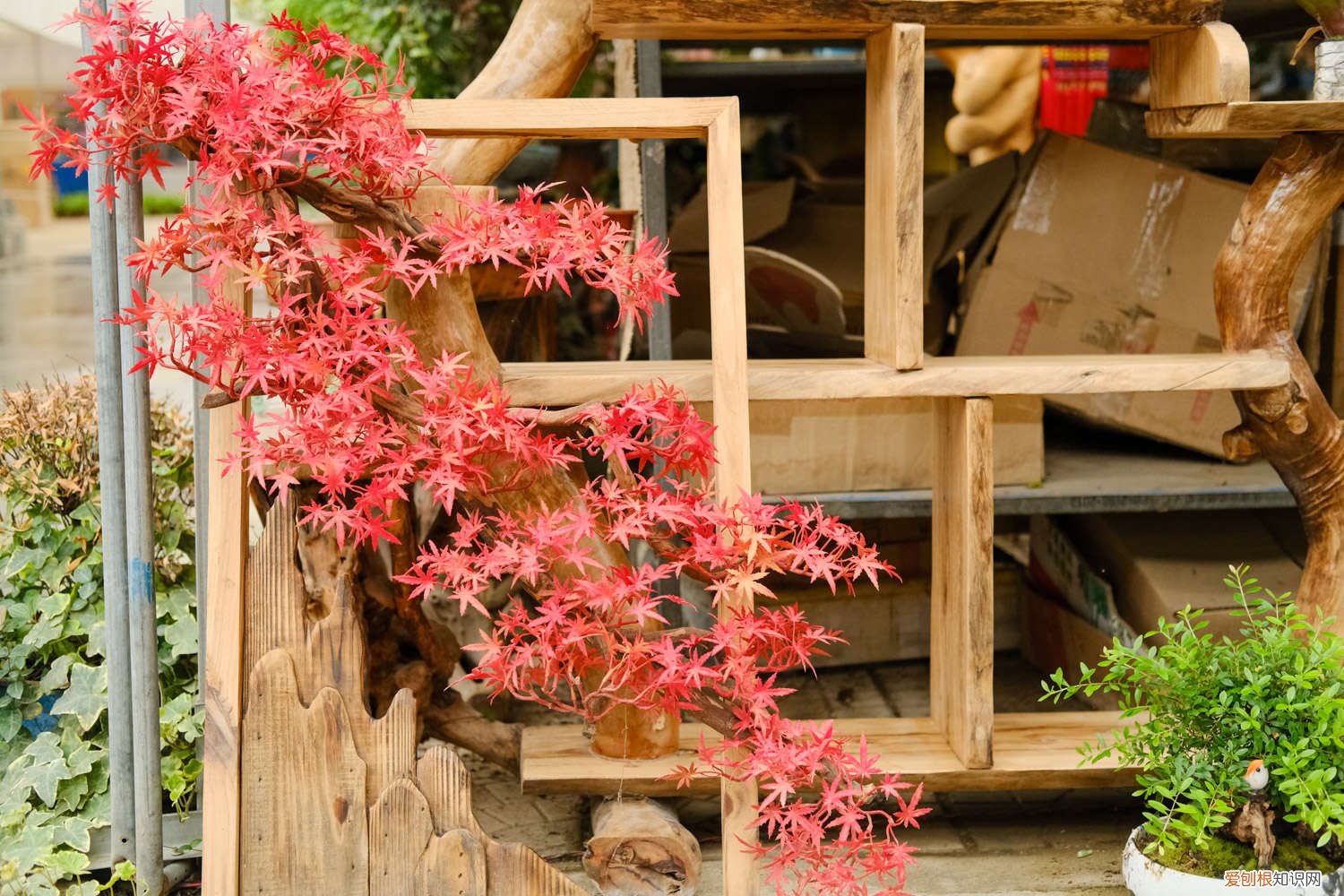 日本红枫怎样养护 日本红枫怎么养护