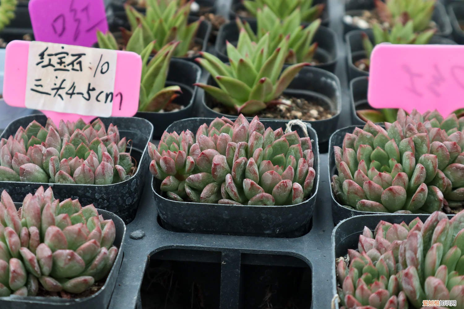 宝石花如何养殖 红宝石花的养殖方法