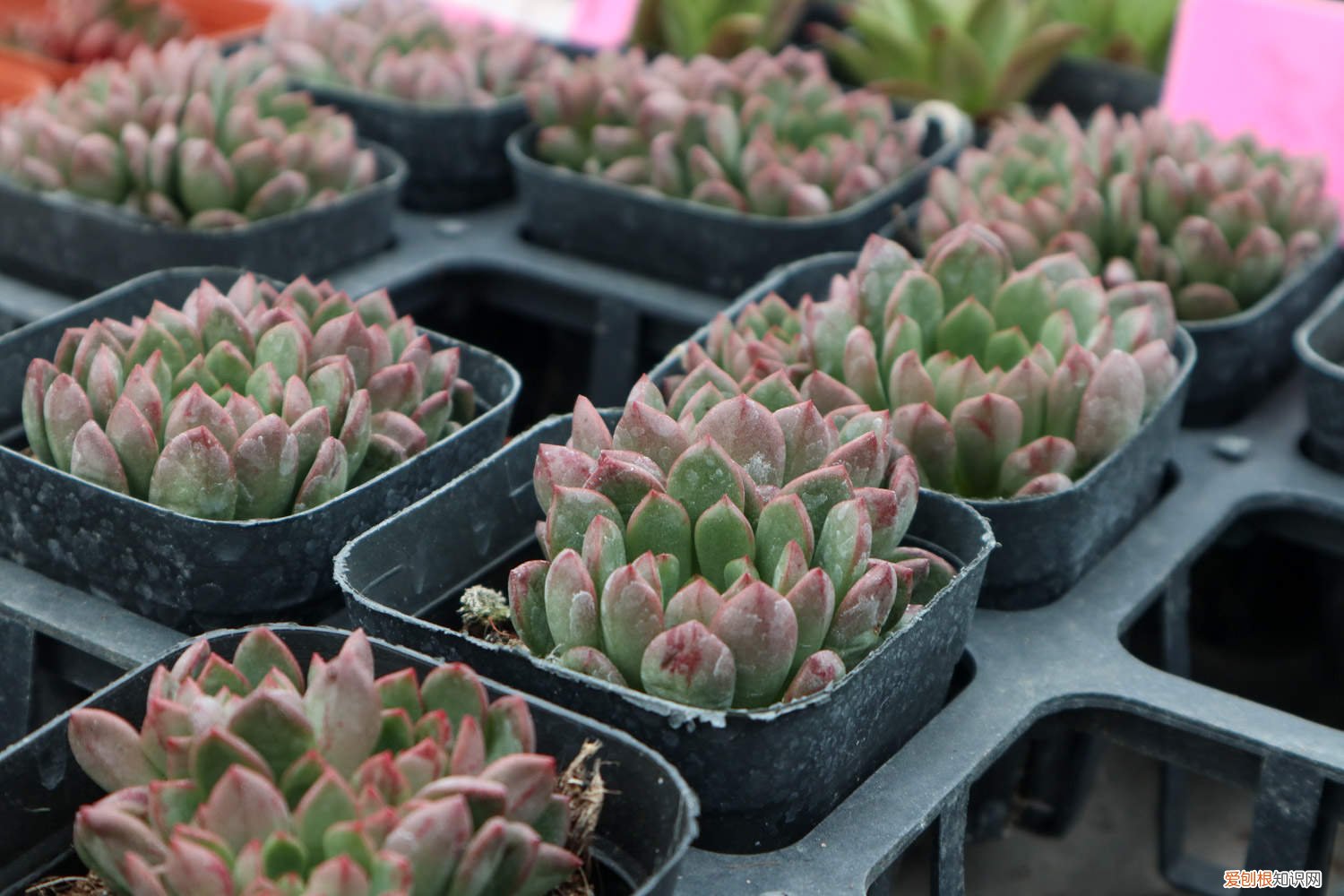 宝石花如何养殖 红宝石花的养殖方法