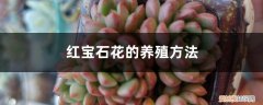宝石花如何养殖 红宝石花的养殖方法
