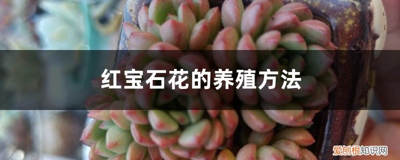 宝石花如何养殖 红宝石花的养殖方法