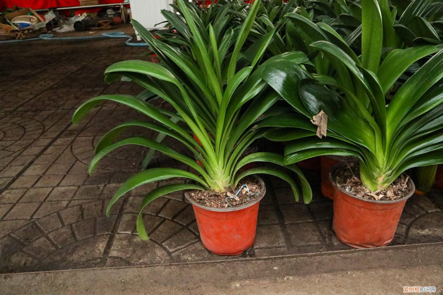 君子兰不见阳光可以吗? 君子兰不见阳光可以吗