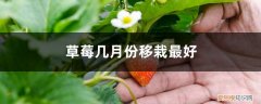几月份适合栽草莓 草莓几月份移栽最好