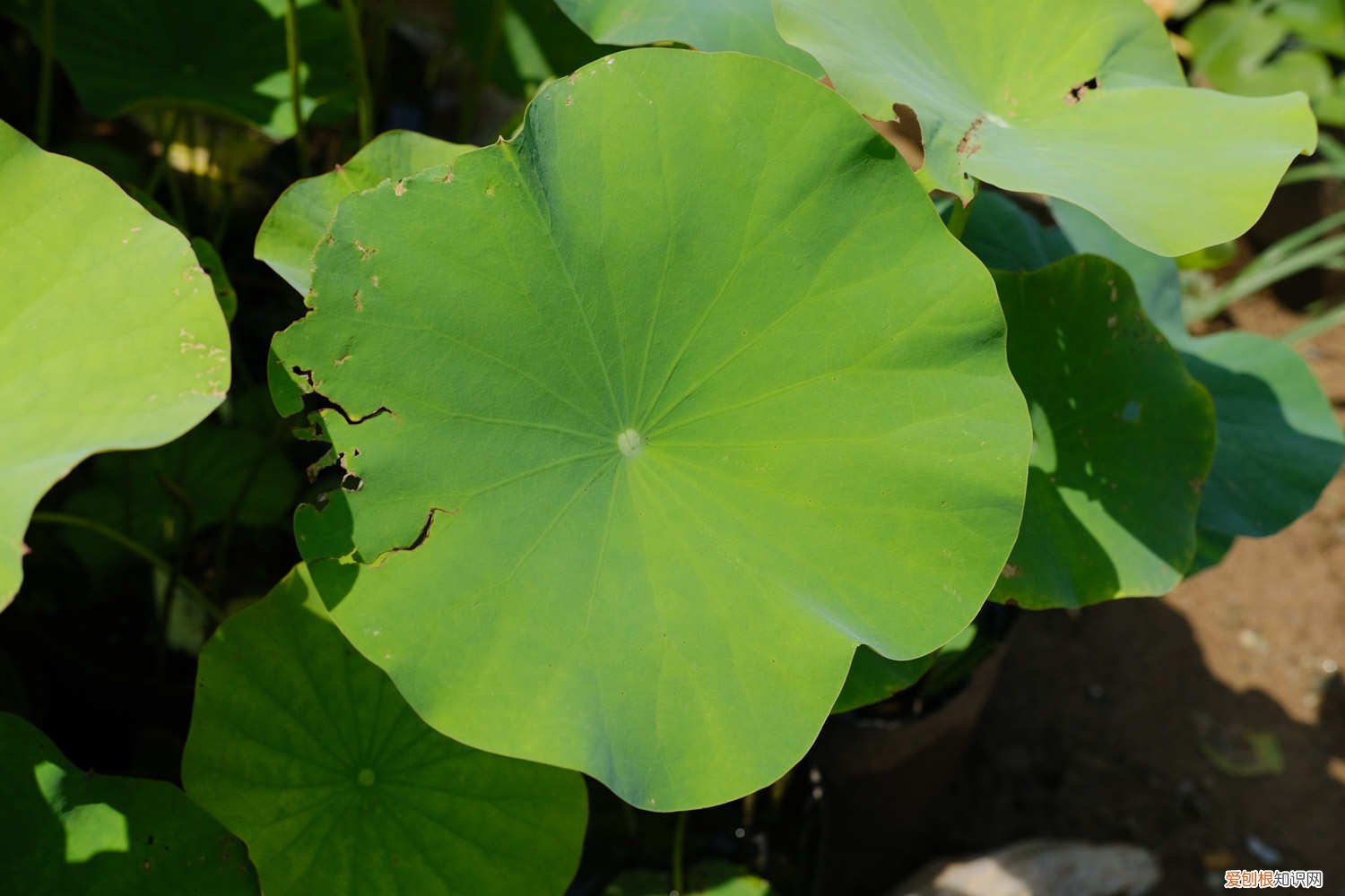 荷花什么季节开的 荷花哪个季节开