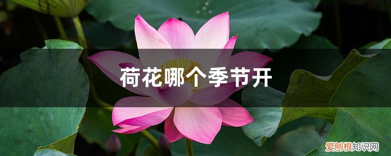 荷花什么季节开的 荷花哪个季节开