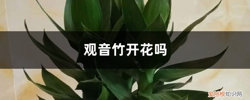 观音竹的花 观音竹开花吗