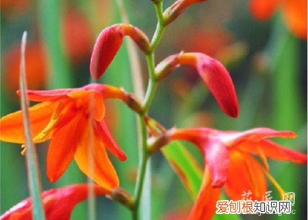 火焰兰的品种分类图 火焰兰的品种分类