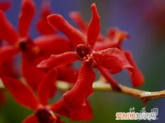 火焰兰属于兰花吗 火焰兰的介绍