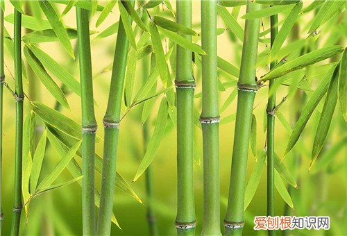 客厅为什么不能放竹子，卧室为什么不能放竹子