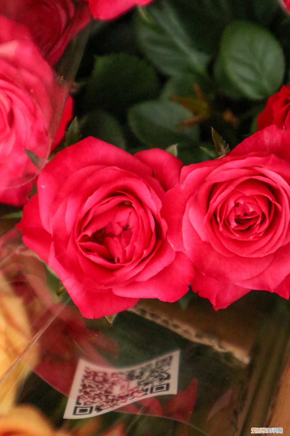 棒棒糖月季的嫁接 棒棒糖月季嫁接方法