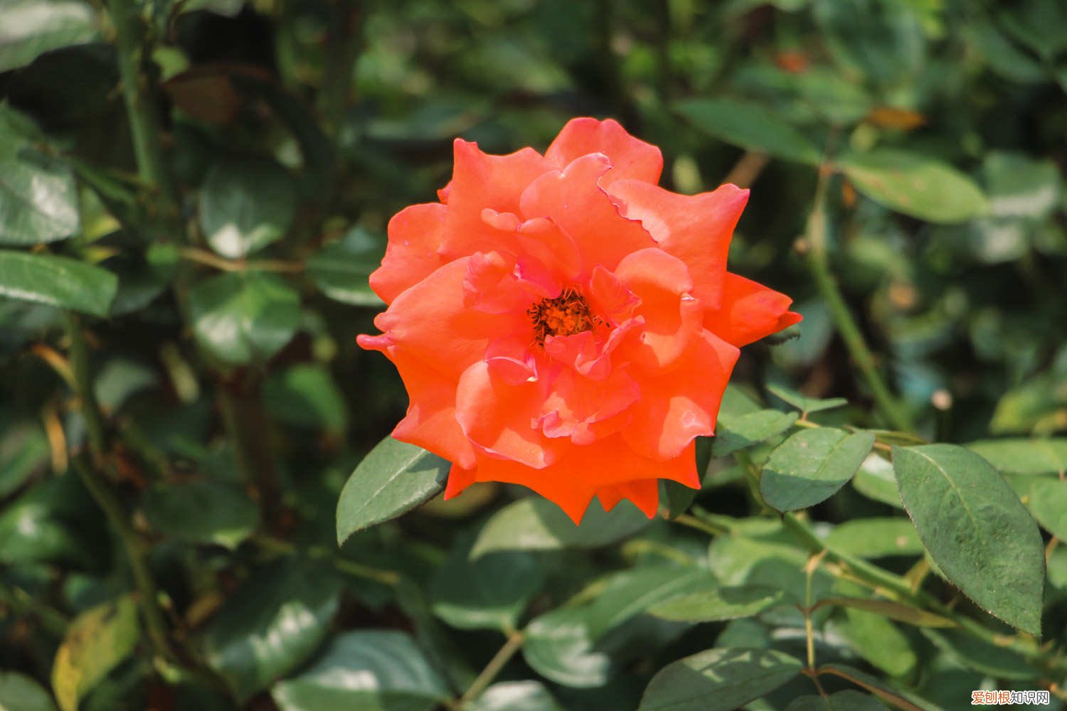 棒棒糖月季的嫁接 棒棒糖月季嫁接方法