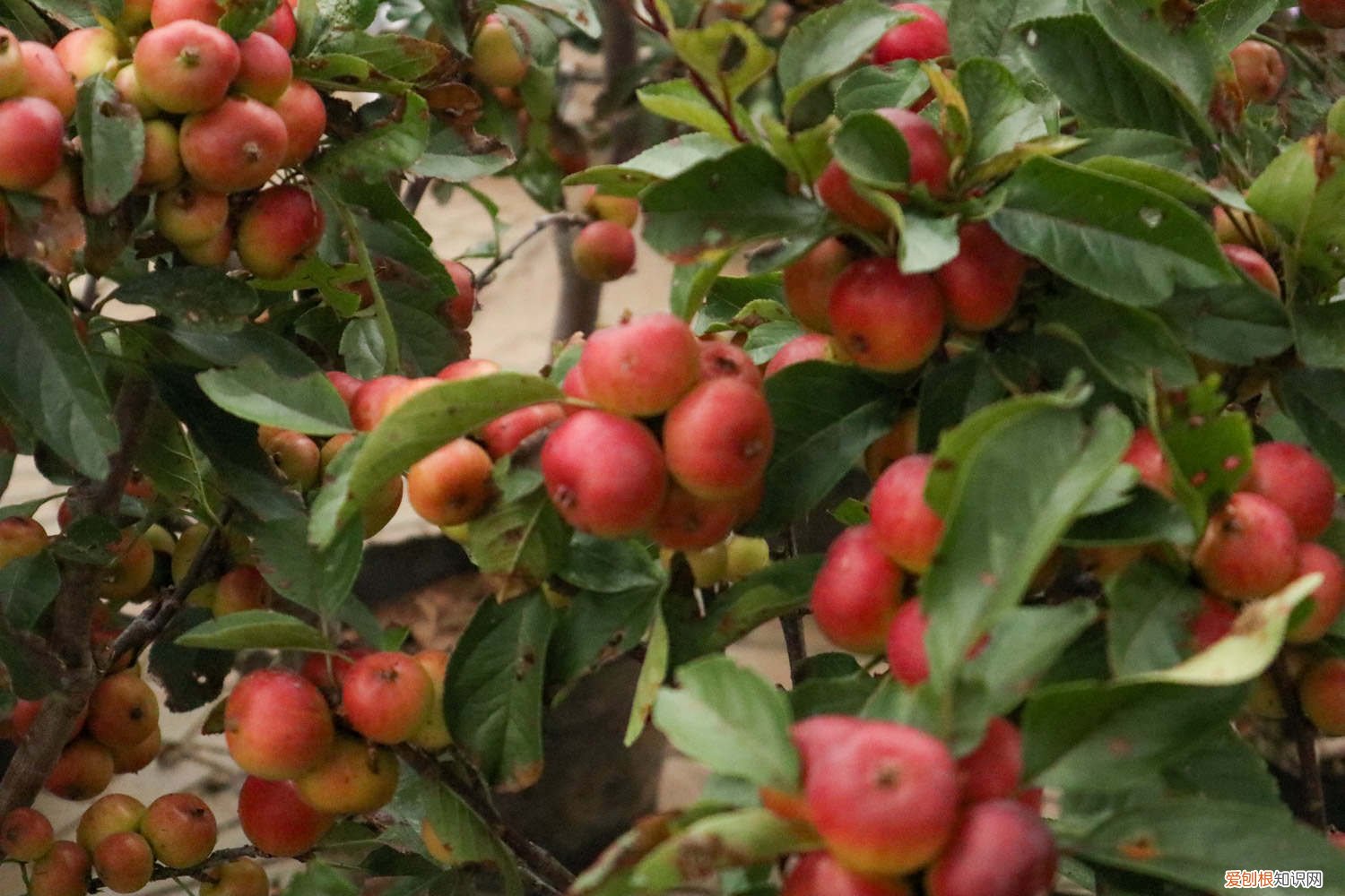 海棠树怎么种植方法和注意事项 海棠树怎么种植方法