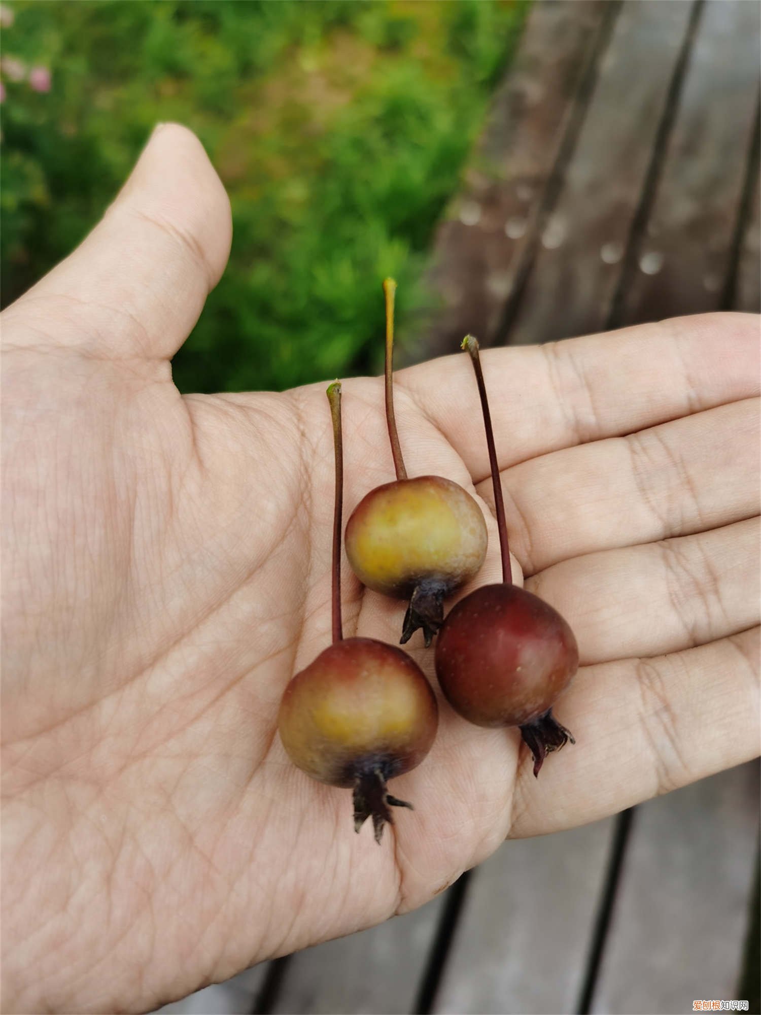 海棠树怎么种植方法和注意事项 海棠树怎么种植方法