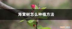 海棠树怎么种植方法和注意事项 海棠树怎么种植方法