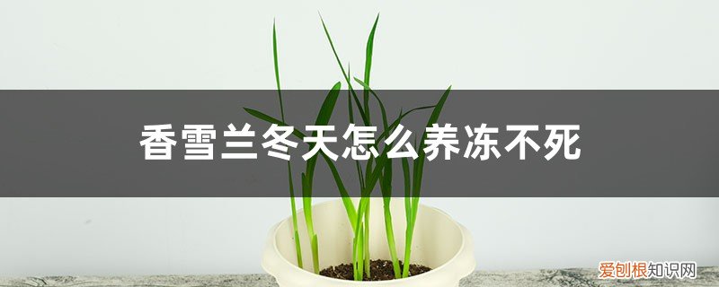香雪兰冬天的养殖方法和注意事项 香雪兰冬天怎么养冻不死