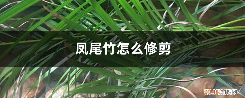 凤尾竹怎么修剪? 凤尾竹怎么修剪