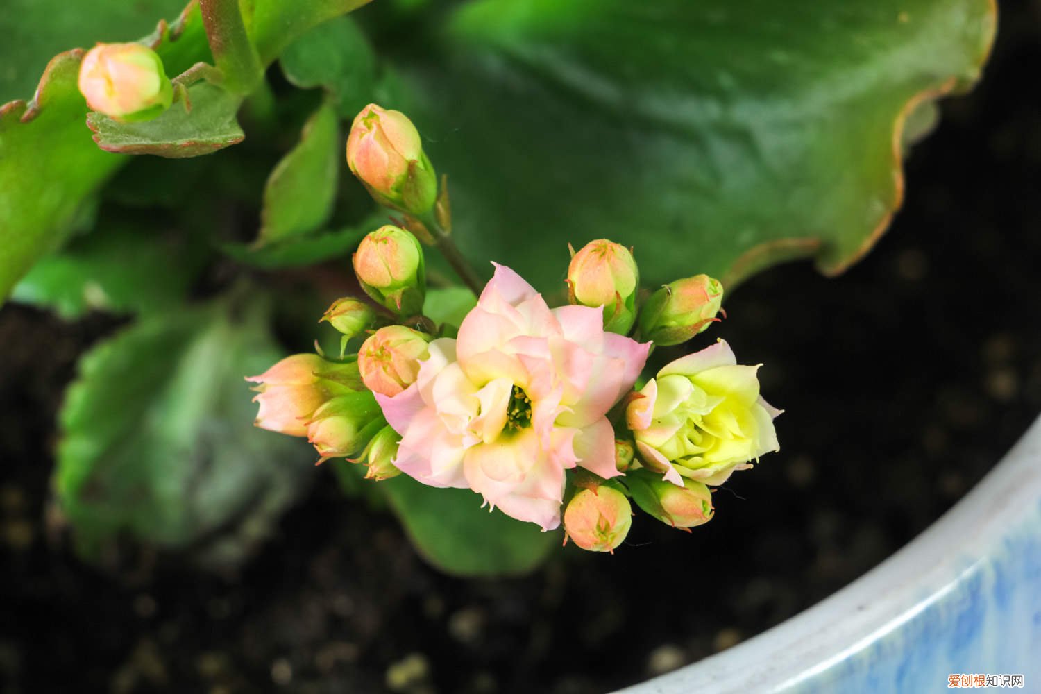 长寿花过冬的最低温度 长寿花怎么过冬