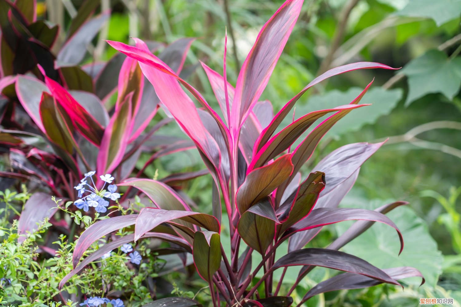 朱蕉怎么养的鲜艳 朱蕉怎么养