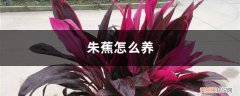 朱蕉怎么养的鲜艳 朱蕉怎么养