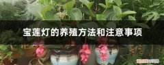 宝莲灯的养殖方法和注意事项有哪些 宝莲灯的养殖方法和注意事项