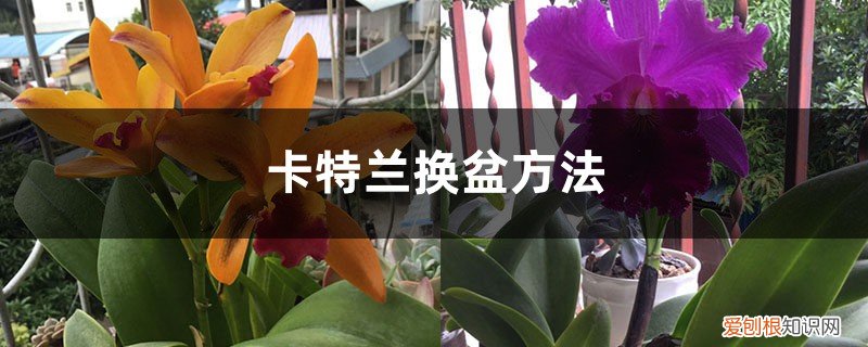 卡特兰养护方法 卡特兰换盆方法