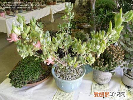 金银藻是什么植物 银波锦是什么植物呢？