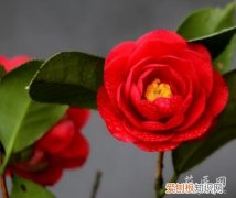 茶花的养殖方法? 茶花养殖经验分享