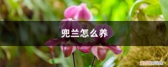 兜兰的养植方法 兜兰怎么养