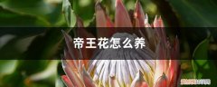 帝王花怎么养能开花 帝王花怎么养