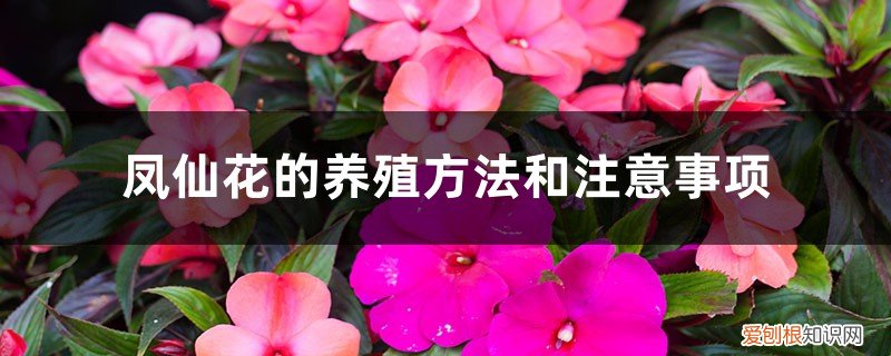 重瓣凤仙花的养殖方法和注意事项 凤仙花的养殖方法和注意事项