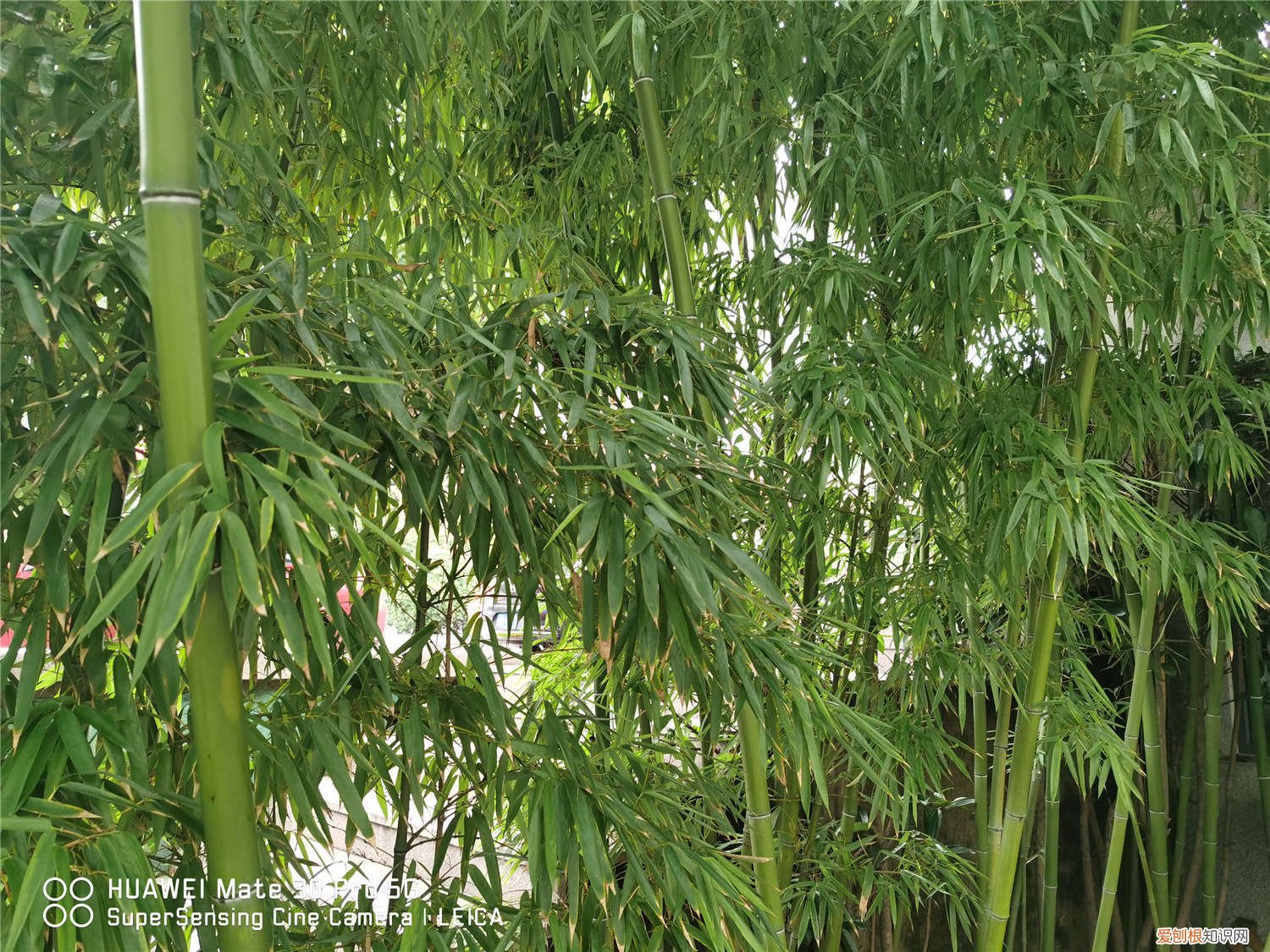 家里怎么养盆栽竹子好 家里怎么养盆栽竹子