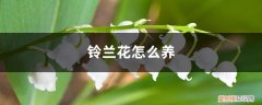 铃兰花怎么养? 铃兰花怎么养