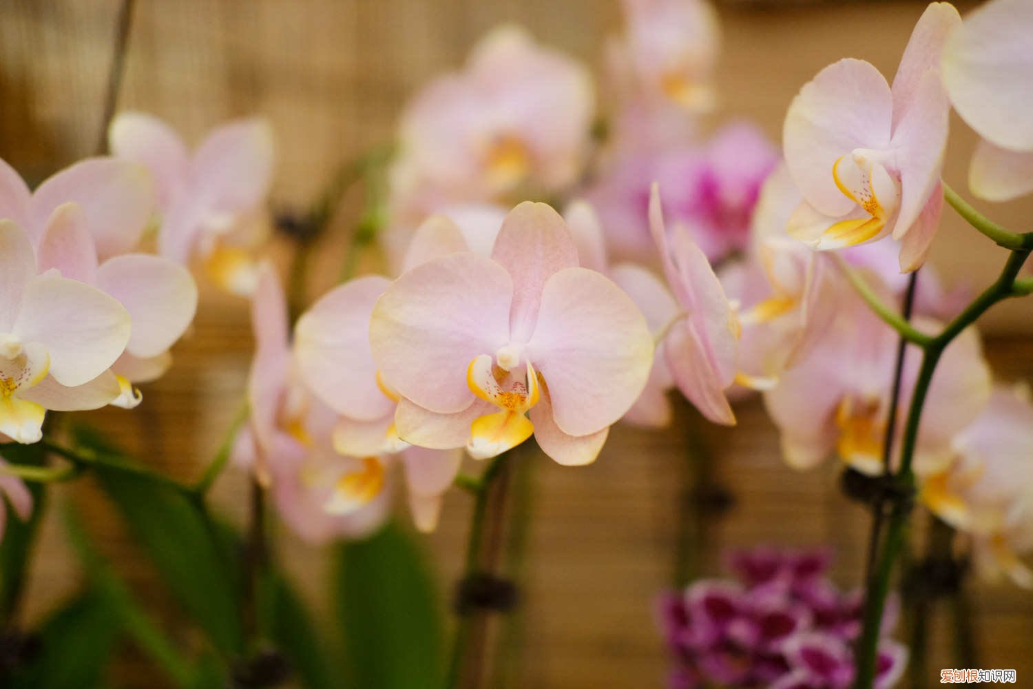 蝴蝶兰花剑断了怎么办呢 蝴蝶兰花剑断了怎么办