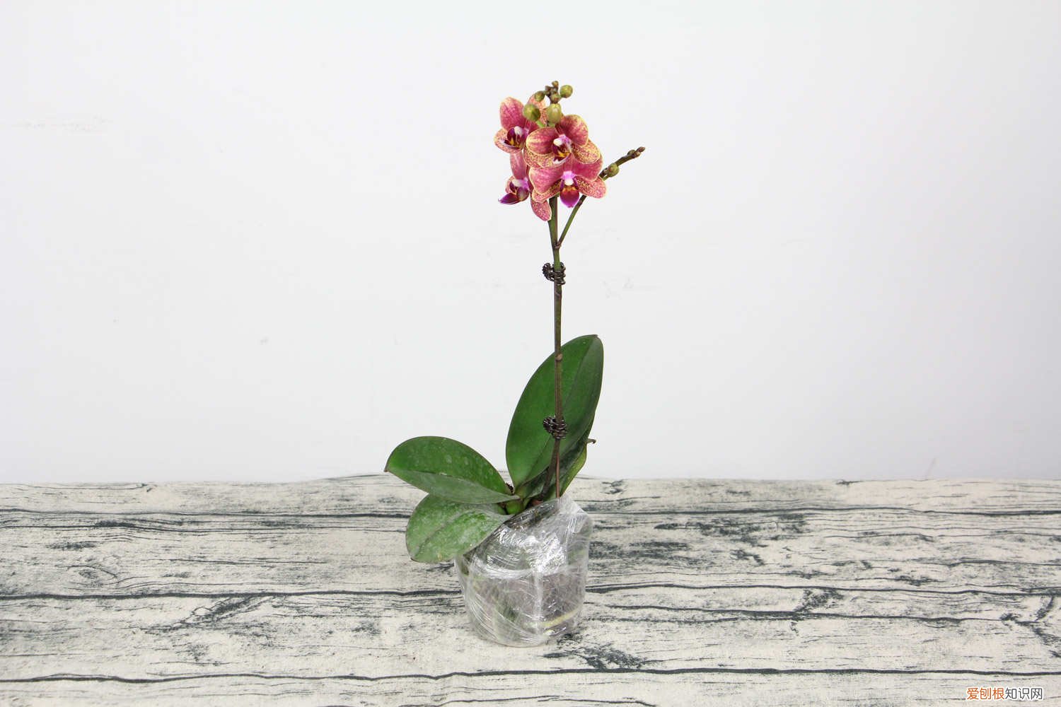 蝴蝶兰花剑断了怎么办呢 蝴蝶兰花剑断了怎么办