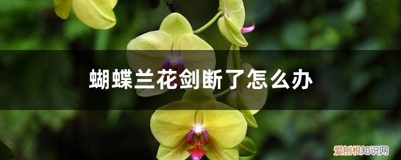 蝴蝶兰花剑断了怎么办呢 蝴蝶兰花剑断了怎么办