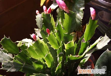 图 蟹爪兰与仙人指如何区别(仙人指与蟹爪兰有什么区别)