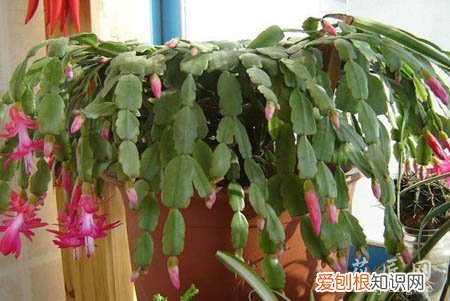 图 蟹爪兰与仙人指如何区别(仙人指与蟹爪兰有什么区别)