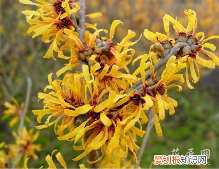 金缕梅价值 金缕梅的介绍