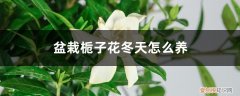 冬天如何养栀子花 盆栽栀子花冬天怎么养