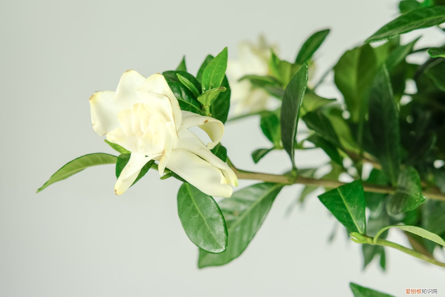 水培栀子花怎么移栽到土壤 水培栀子花能改土养吗