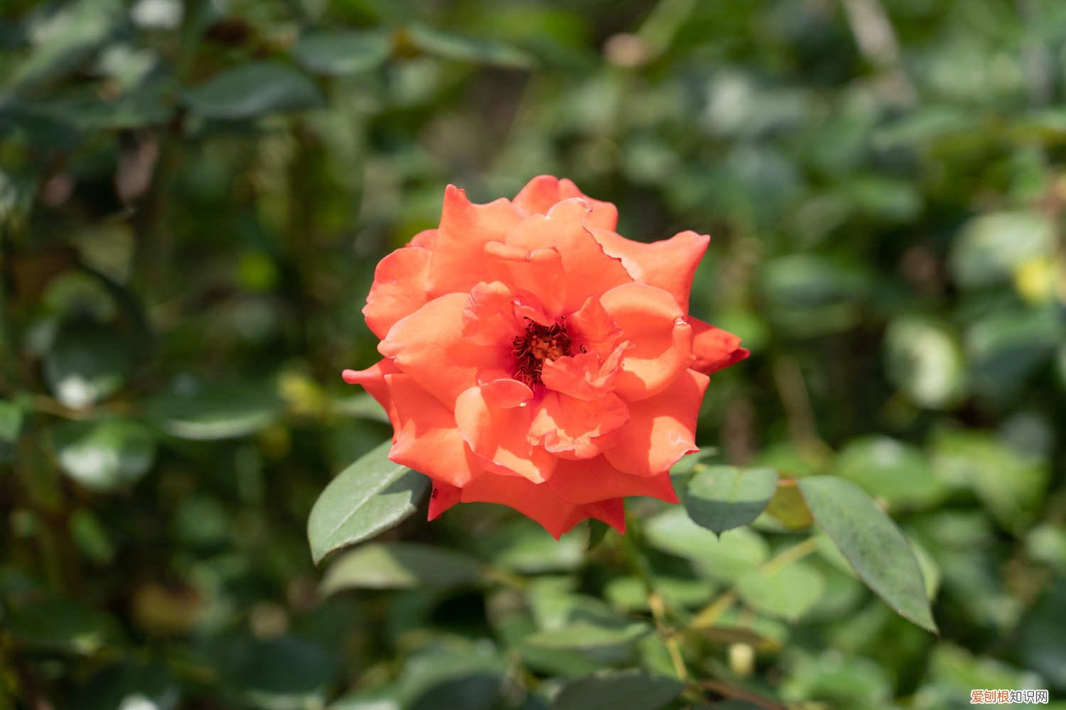 盆栽月季花怎样过冬 月季花怎样过冬