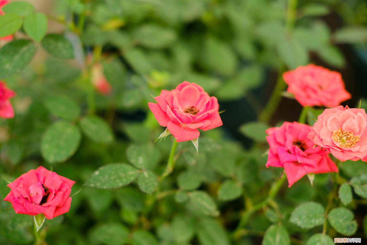 盆栽月季花怎样过冬 月季花怎样过冬