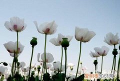 罂粟花和虞美人有什么区别 怎么区分罂粟花和虞美人