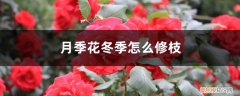 月季花冬季怎么修枝条视频 月季花冬季怎么修枝