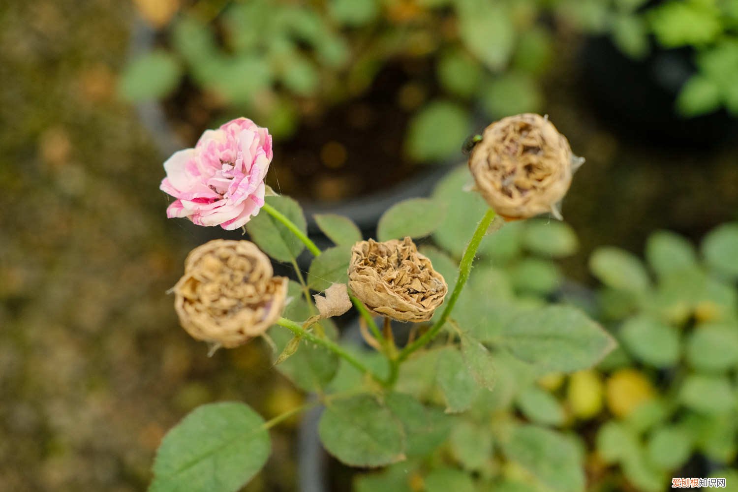 月季花冬季怎么修枝条视频 月季花冬季怎么修枝