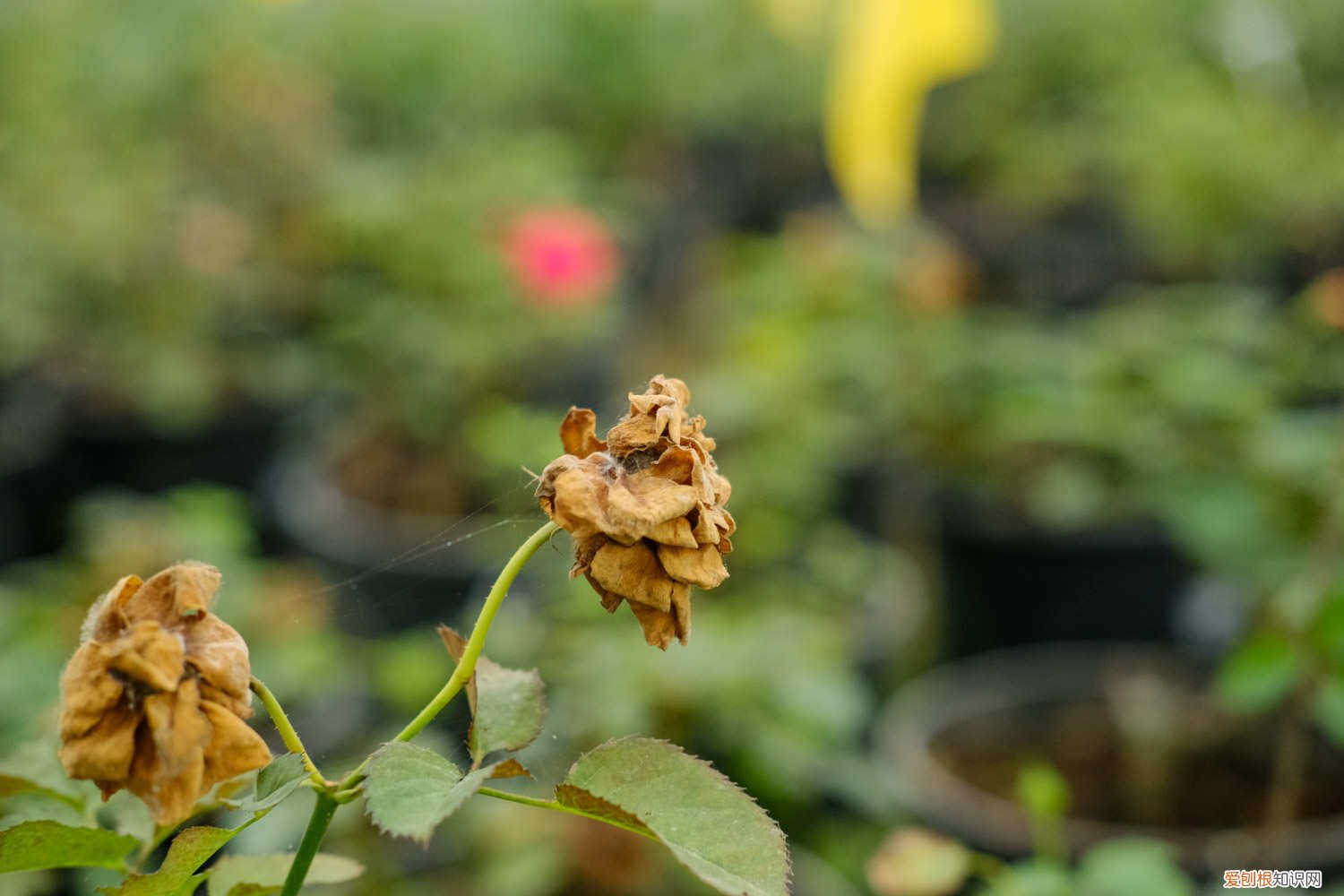 月季花冬季怎么修枝条视频 月季花冬季怎么修枝