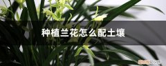 种植兰花怎么配土壤好 种植兰花怎么配土壤