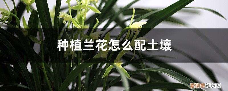 种植兰花怎么配土壤好 种植兰花怎么配土壤