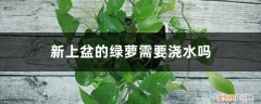 新栽植的绿萝可以浇水吗 新上盆的绿萝需要浇水吗