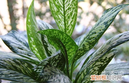 银皇后的养殖方法和注意事项过冬 银皇后的养殖方法